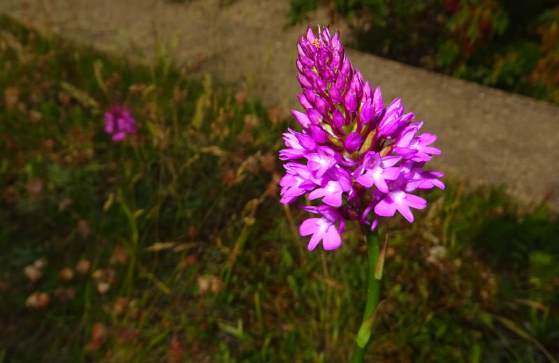 variet di colore in..... Anacamptis pyramidalis